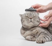 Cleaning the coat of a Scottish cat, a veterinarian, isolated